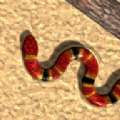 真蛇